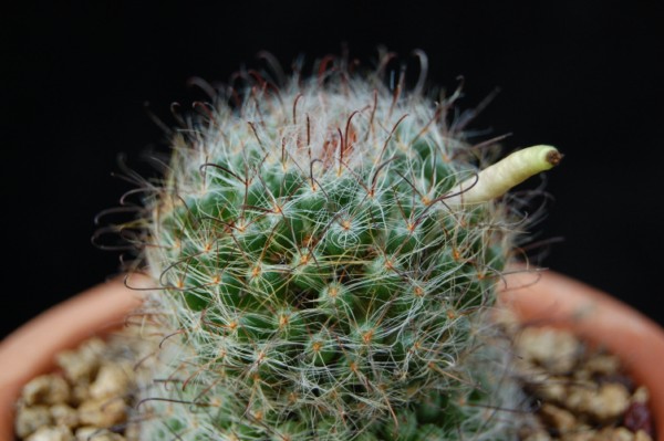 Mammillaria kunzeana 