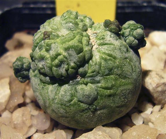 Pseudolithos migiurtinus 