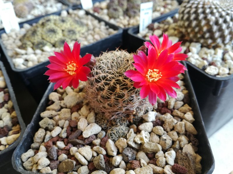 Sulcorebutia breviflora v. laui L314