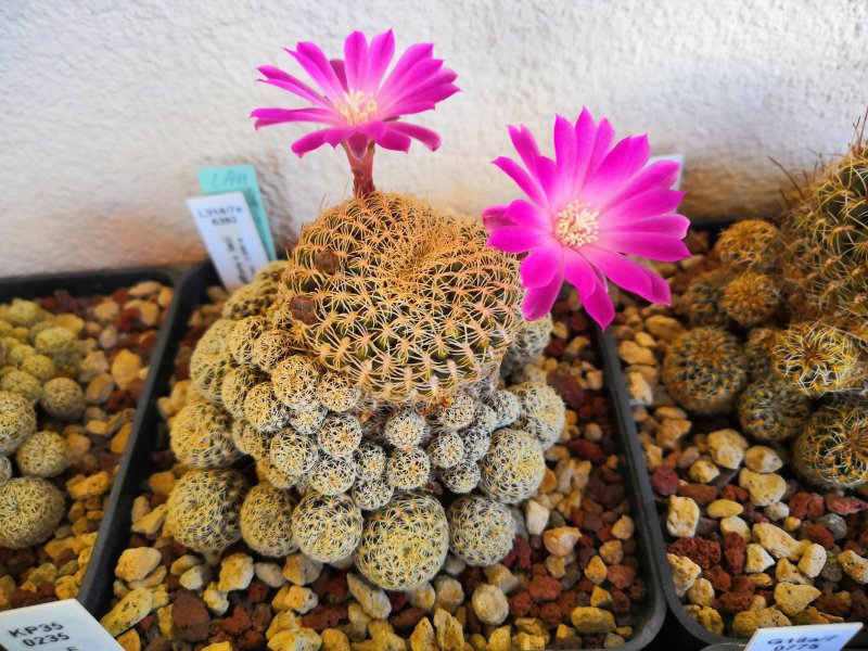 Sulcorebutia breviflora v. laui L314/7a