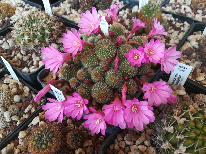 Rebutia perplexa L329a