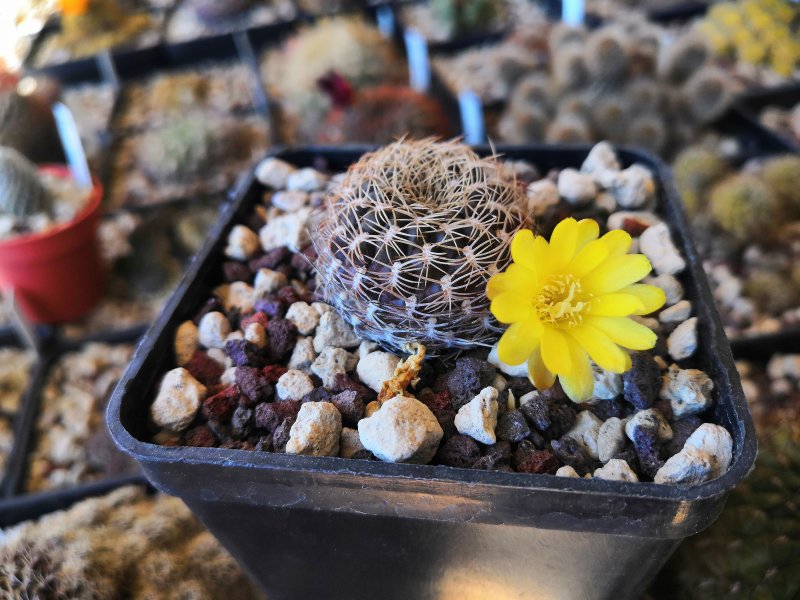 Sulcorebutia breviflora v. haseltonii L980