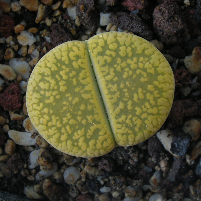 lithops aucampiae cv. betty's beryl