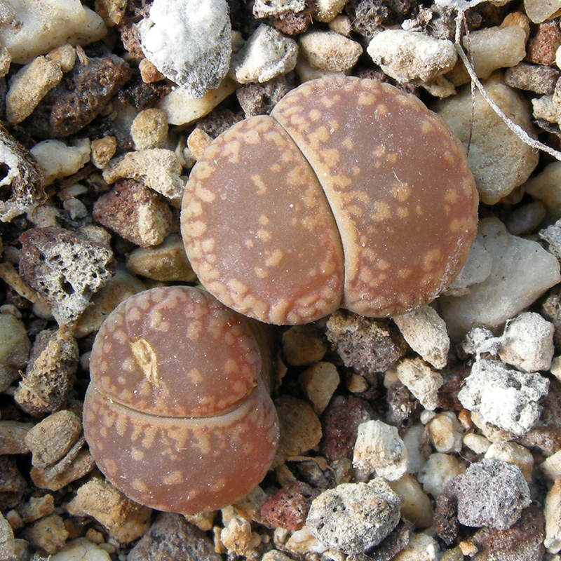 Lithops aucampiae C2