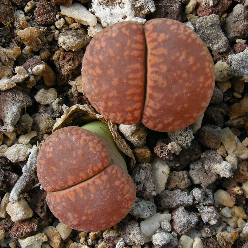 Lithops aucampiae C46