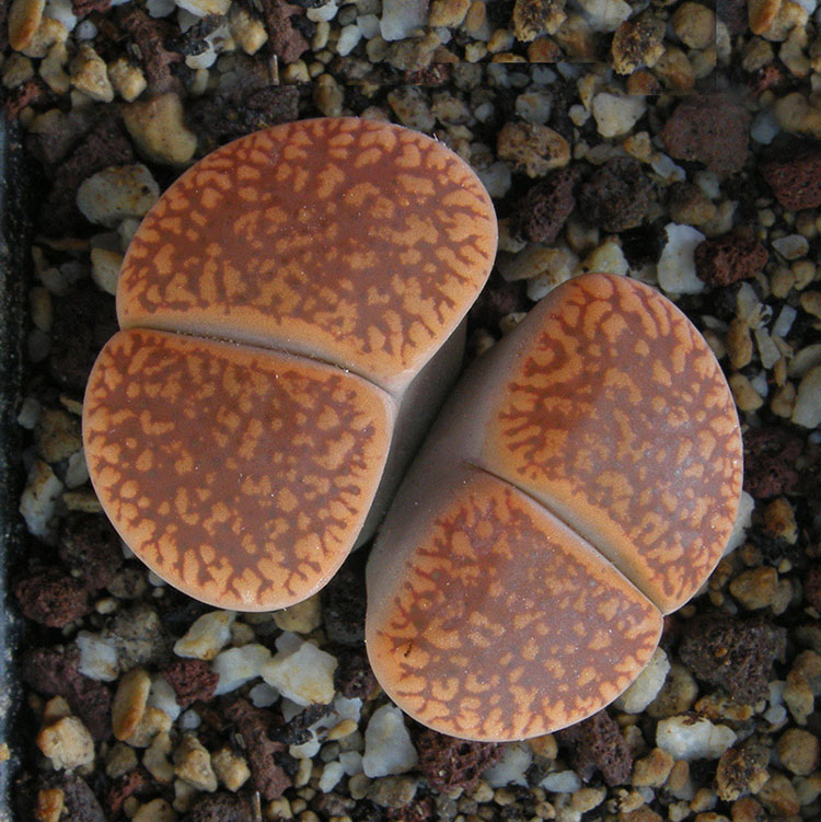 Lithops aucampiae v. koelemanii C256