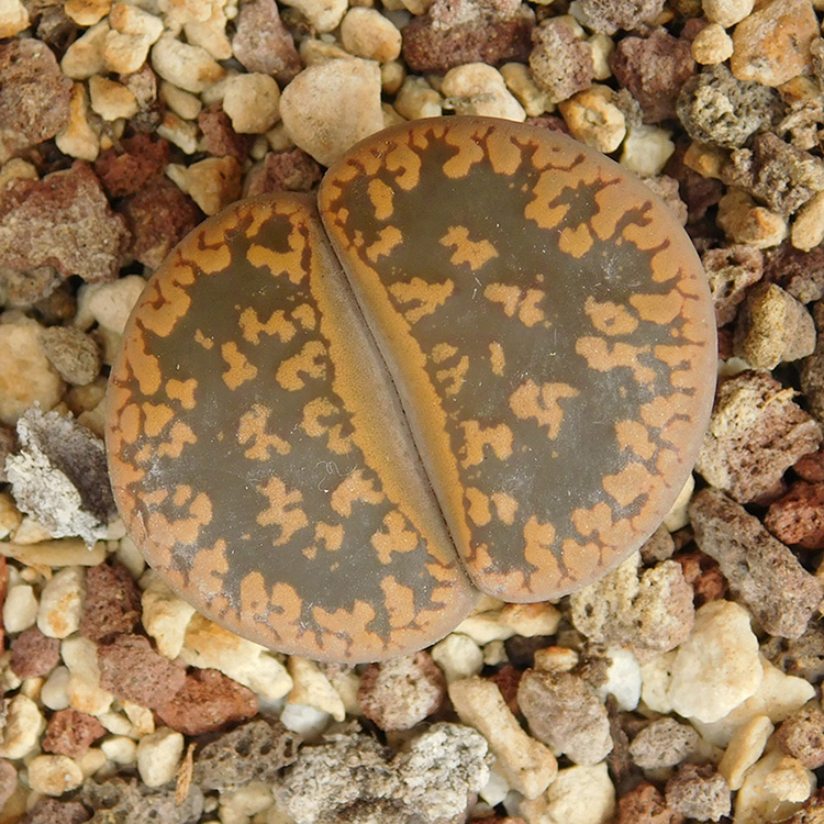 Lithops aucampiae C11