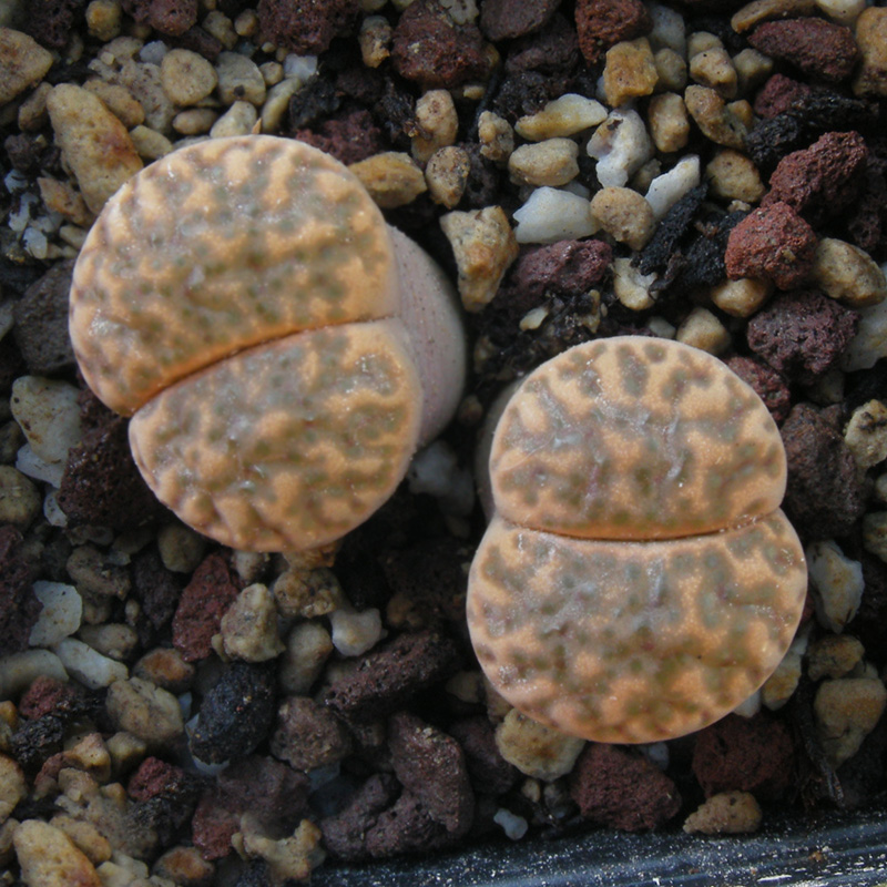 Lithops bromfieldii v. glaudinae C382