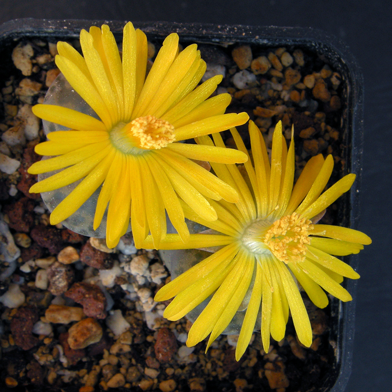 Lithops bromfieldii v. glaudinae C382