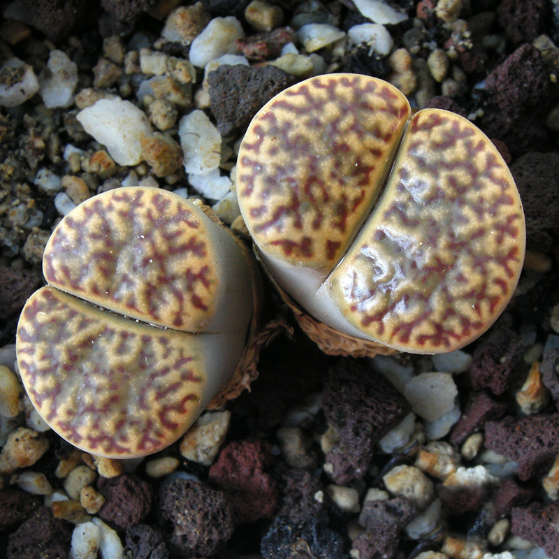 Lithops bromfieldii v. insularis C42