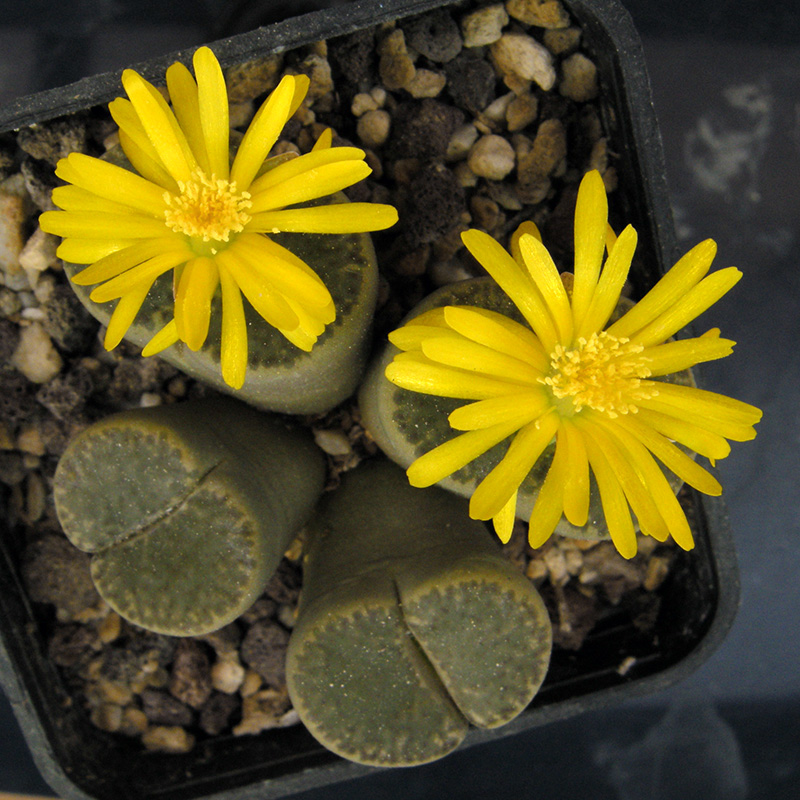 Lithops bromfieldii v. insularis C42