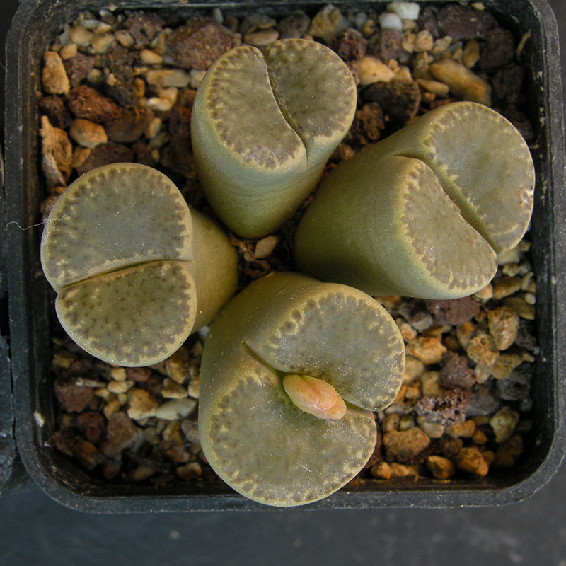 Lithops bromfieldii v. insularis C42