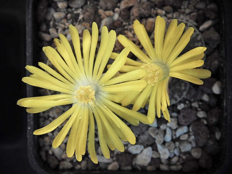 Lithops bromfieldii v. insularis C42