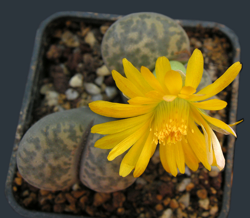 Lithops bromfieldii v. insularis C43