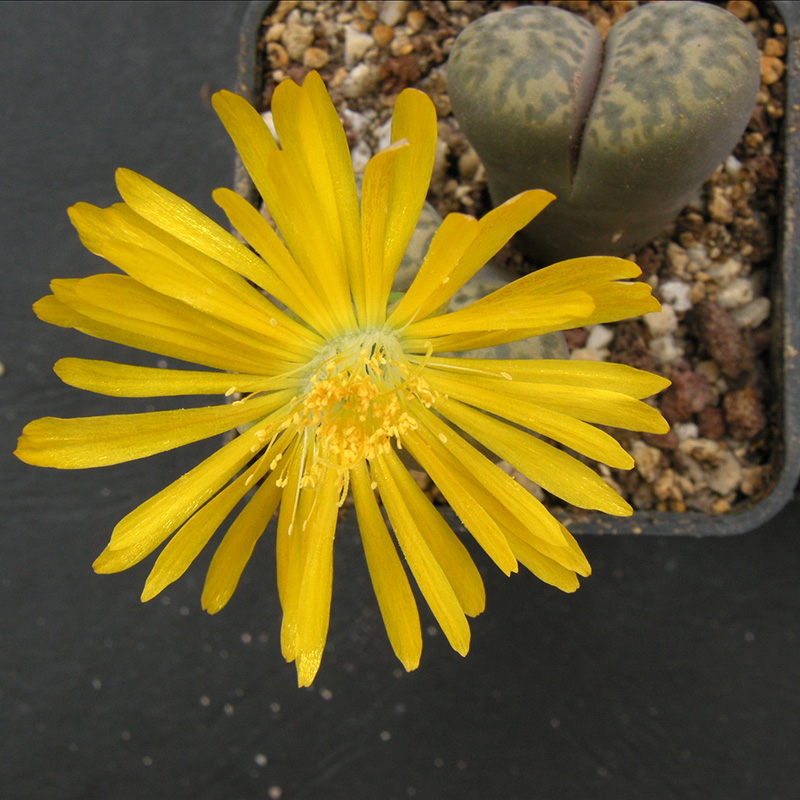 Lithops bromfieldii v. insularis C43