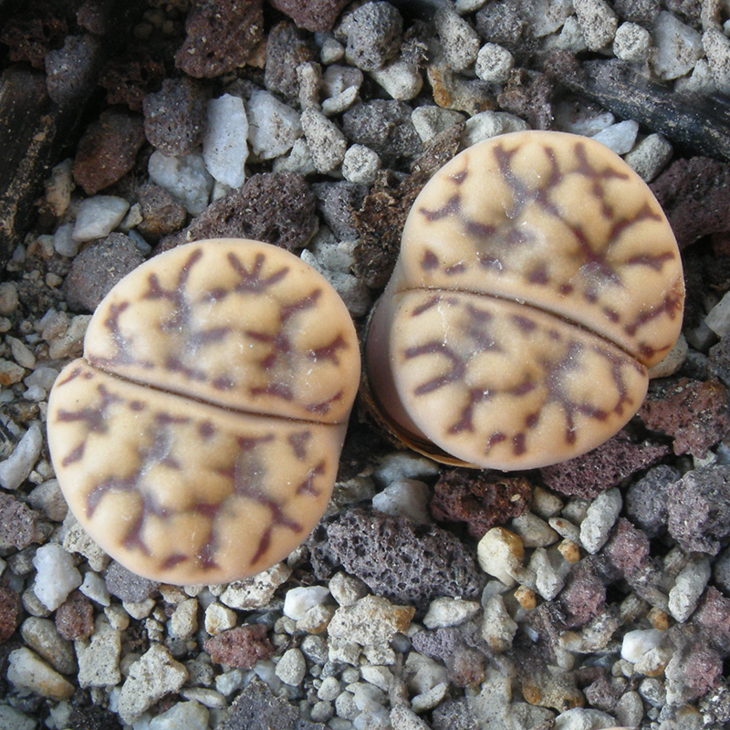 Lithops bromfieldii v. mennellii C44