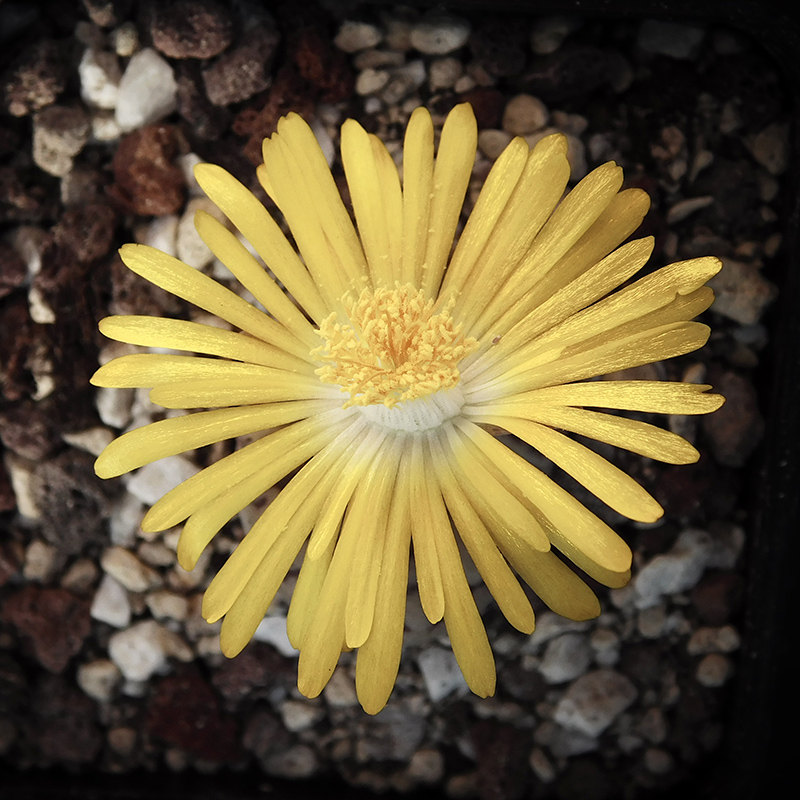 Lithops bromfieldii v. mennellii C44