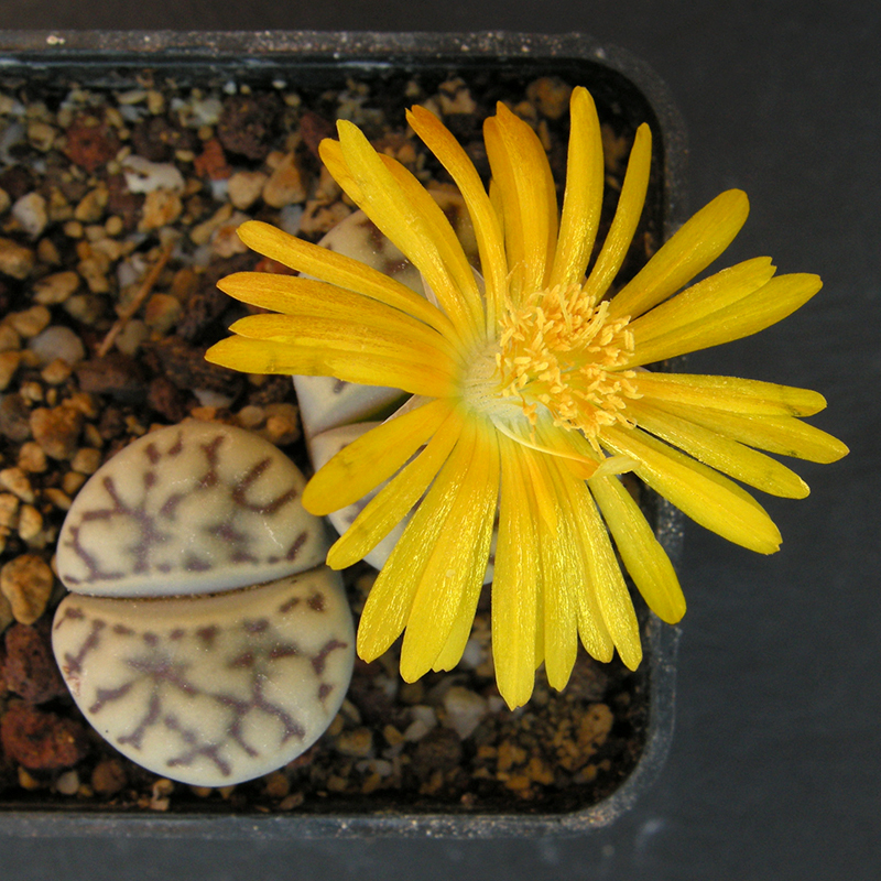 Lithops bromfieldii v. mennellii C44