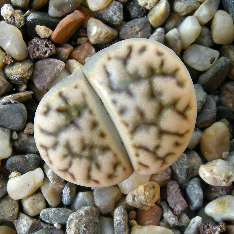 Lithops bromfieldii v. mennellii C283