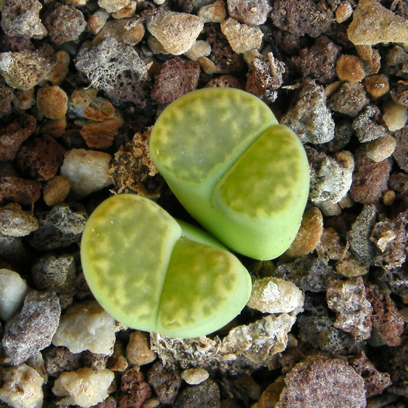 lithops bromfieldii v. insularis cv. sulphurea