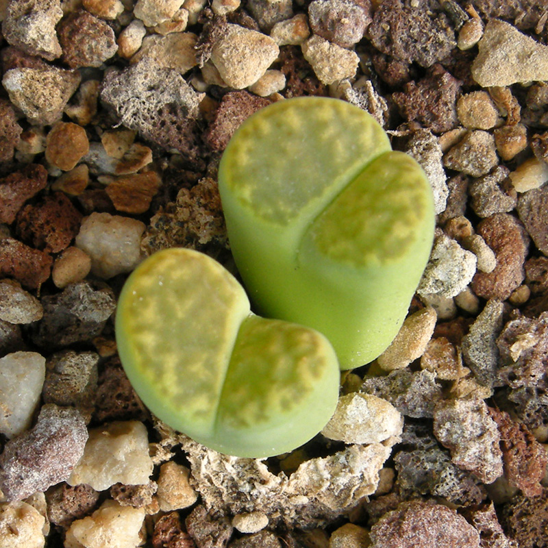 Lithops bromfieldii v. insularis cv. sulphurea C362