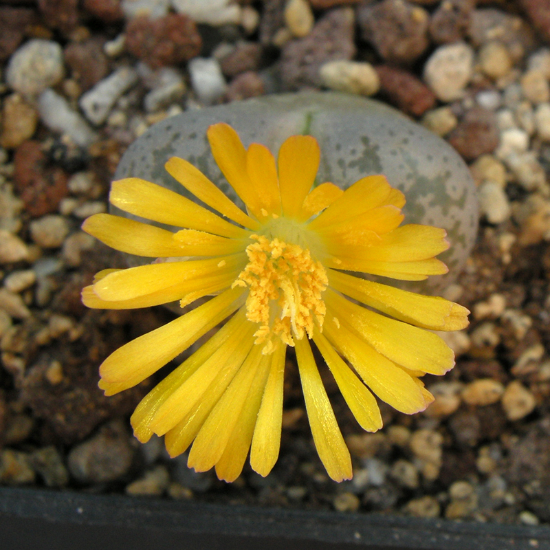 lithops coleorum