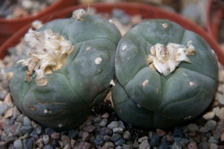 Lophophora diffusa 