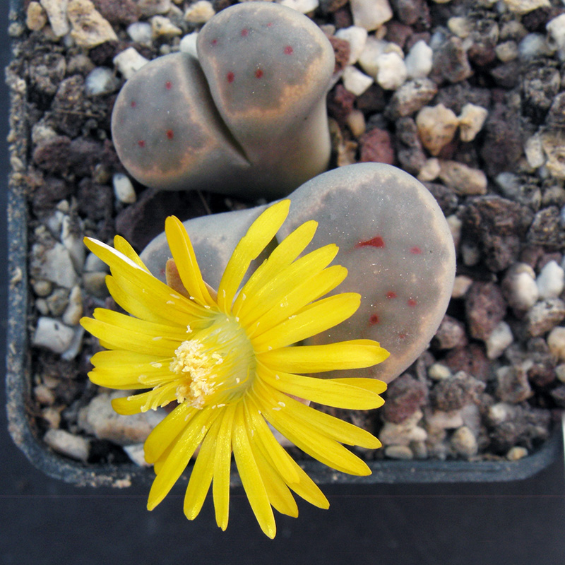 Lithops dinteri C206