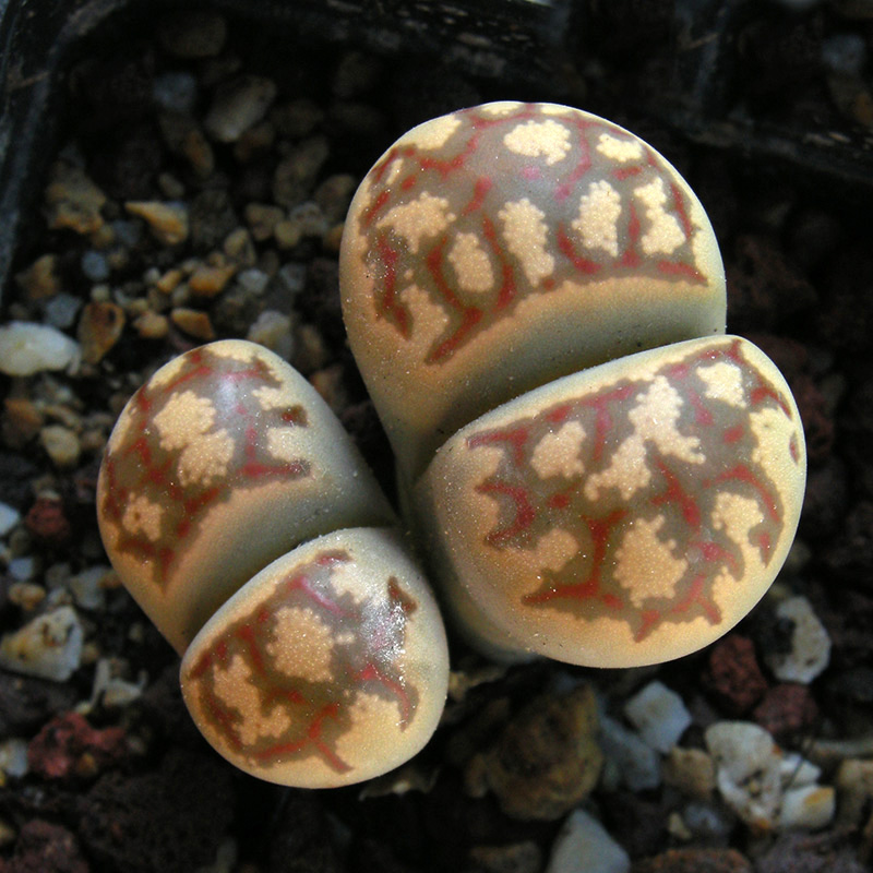 Lithops dorotheae F357