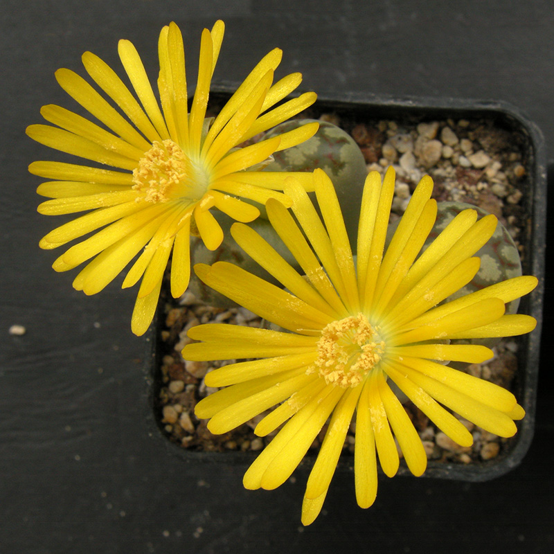 Lithops dorotheae F357