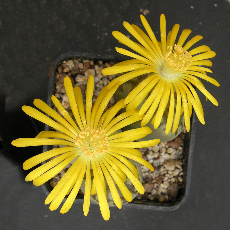 Lithops dorotheae F357