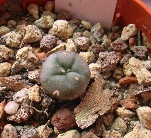 Lophophora fricii 