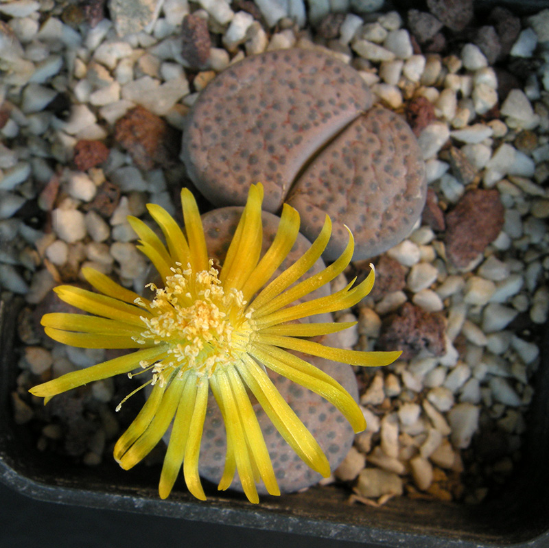 Lithops fulviceps C219