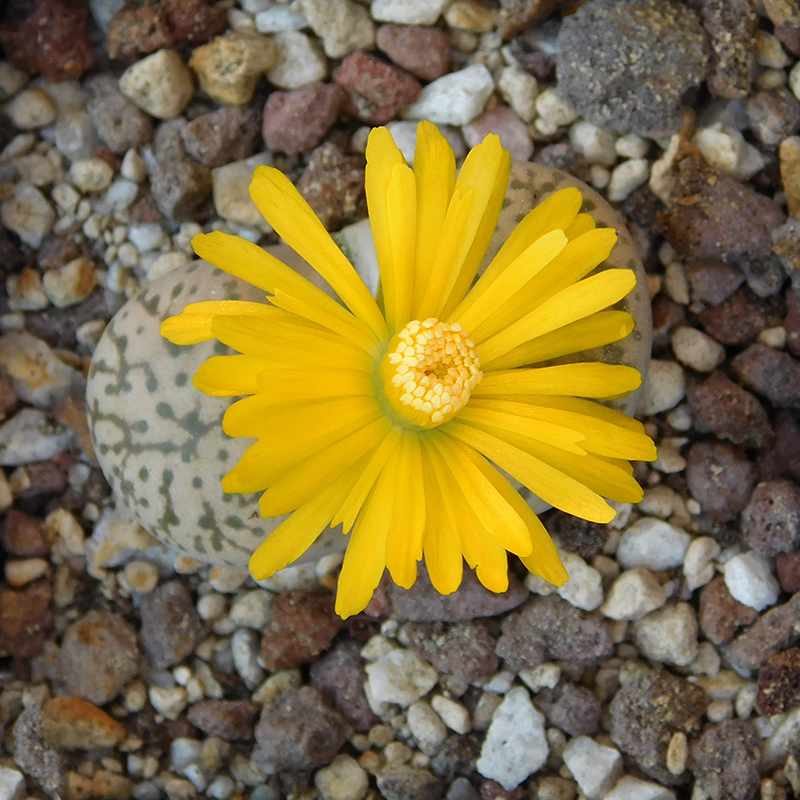 lithops gesinae