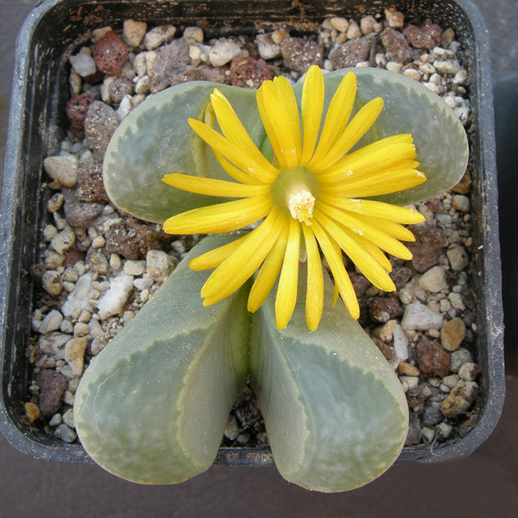 Lithops helmutii EH65