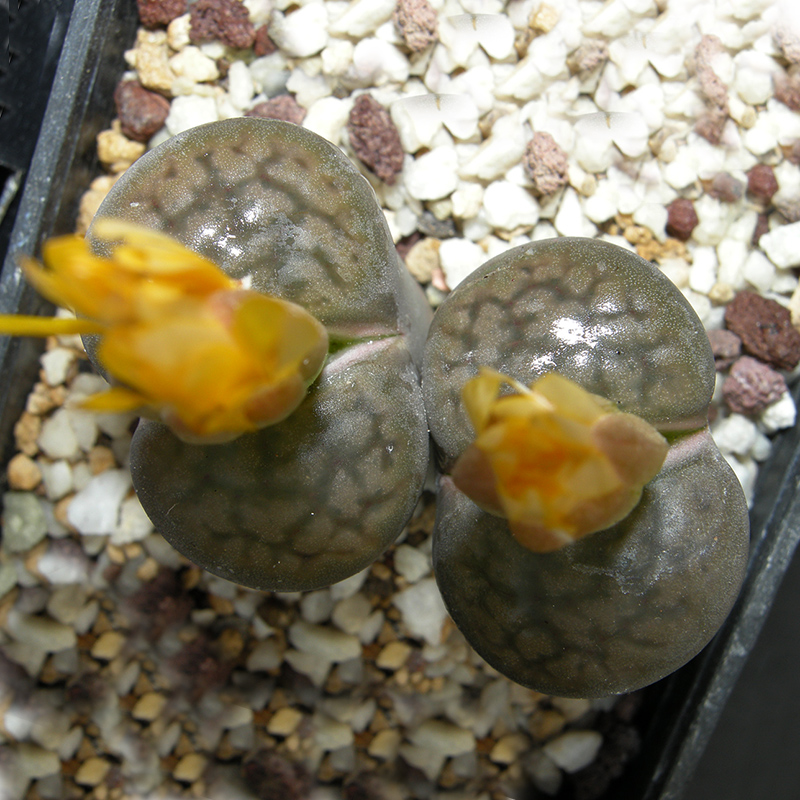 Lithops hookeri v. elephina 