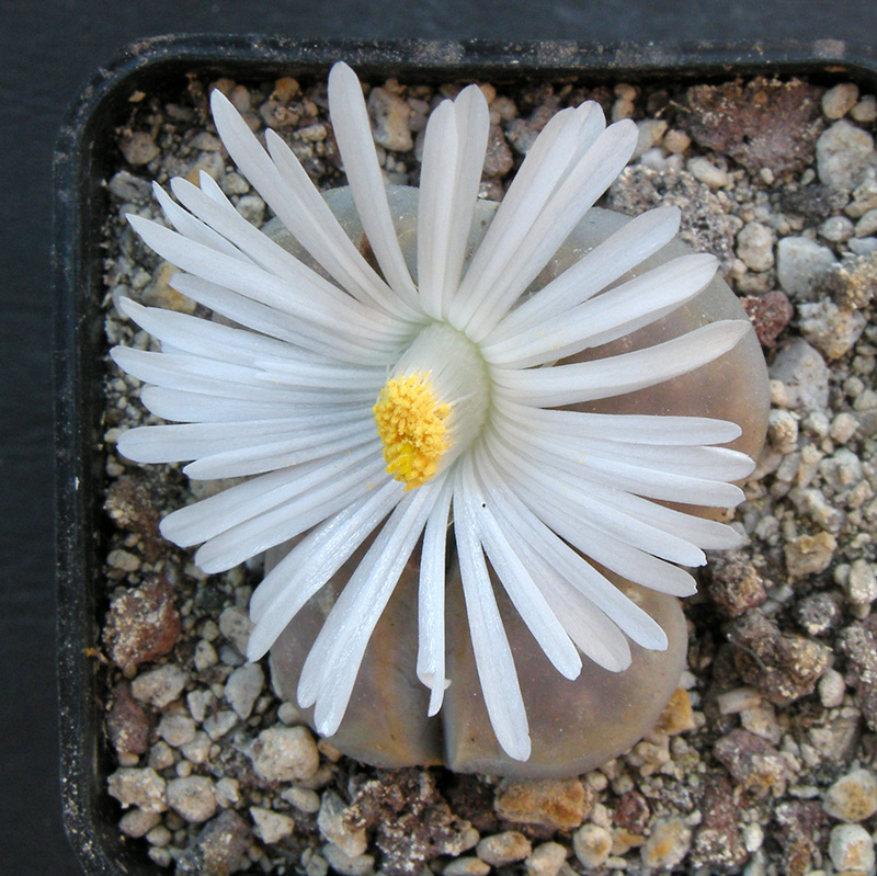 Lithops karasmontana cv. opalina 