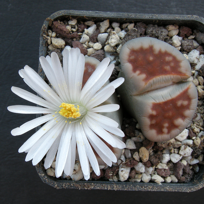 Lithops karasmontana cv. top red 