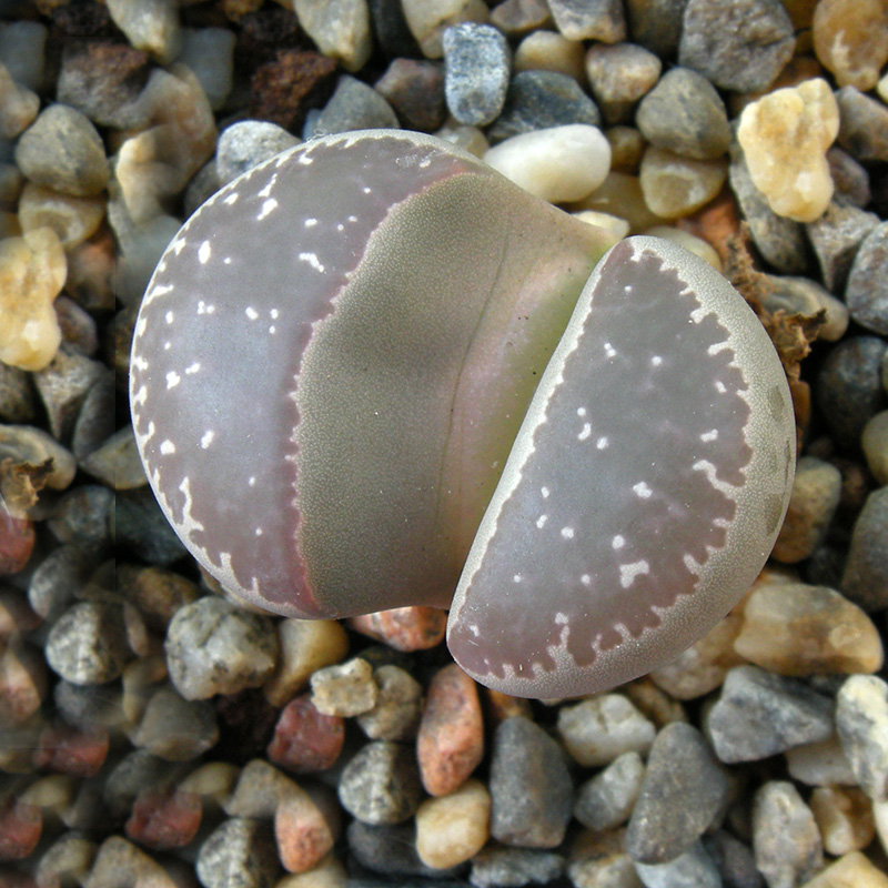 Lithops naureeniae ex C304