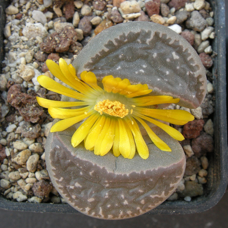 Lithops naureeniae C304