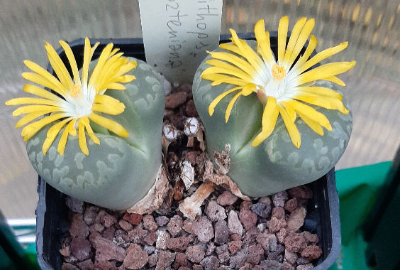 lithops otzeniana