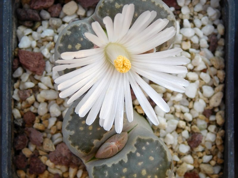 Lithops salicola 