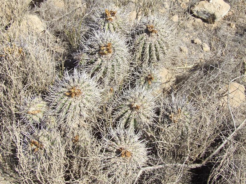 Copiapoa coquimbana 