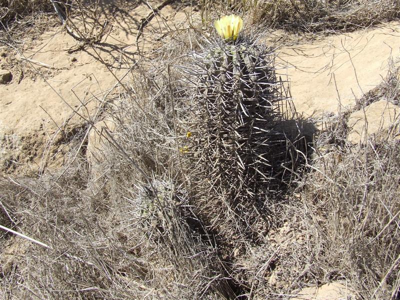 Copiapoa coquimbana 