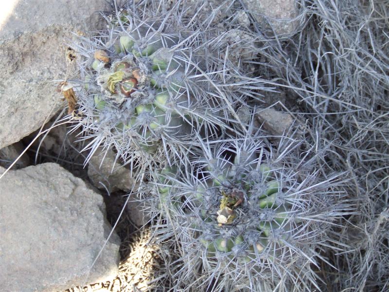 Copiapoa coquimbana 