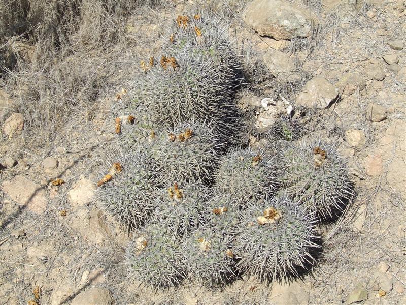 Copiapoa coquimbana 