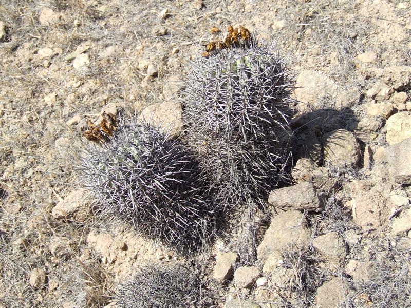 Copiapoa coquimbana 