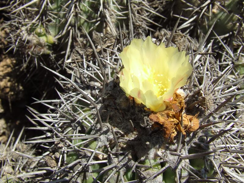 Copiapoa coquimbana 