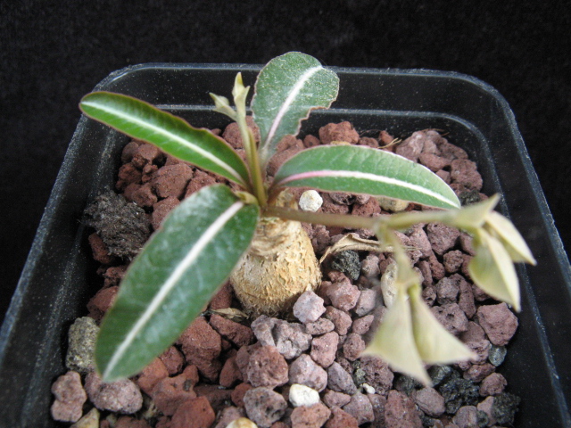 Euphorbia labatii 