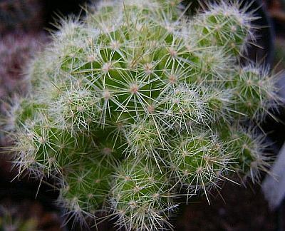 Mammillaria vetula ssp. lacostei 